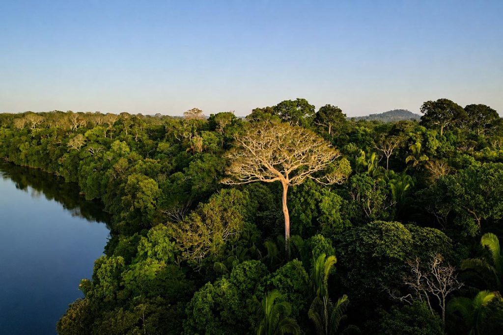 Projeto Poço de Carbono da ONF Brasil atinge marca histórica de remoção de CO₂ na Amazônia