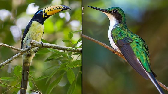 Fazenda em MT abriga 400 espécies de aves e atrai turistas do mundo todo